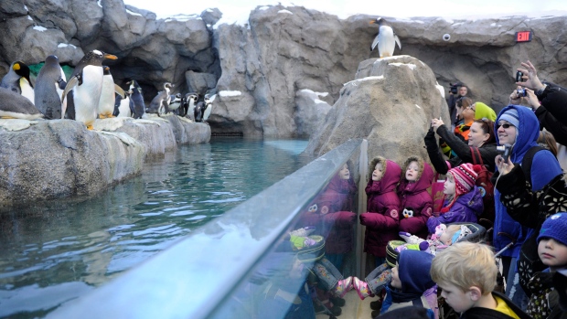Seven drowned penguins at Calgary Zoo may have 'panicked,' official says - CTV News