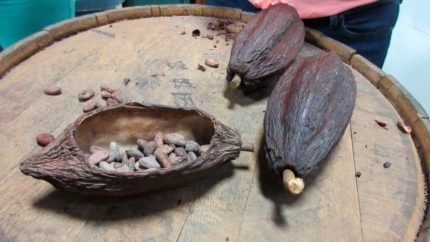 Cacao pods at Raaka Chocolate