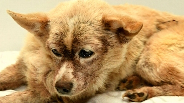 Dog nearly eaten fleas saved by blood transfusion