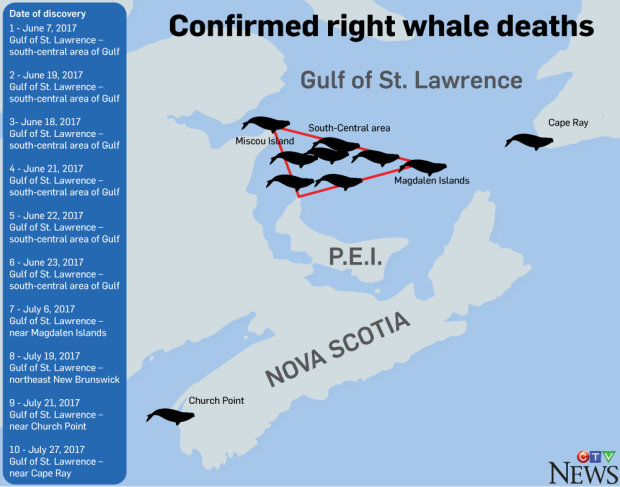 Right whale deaths