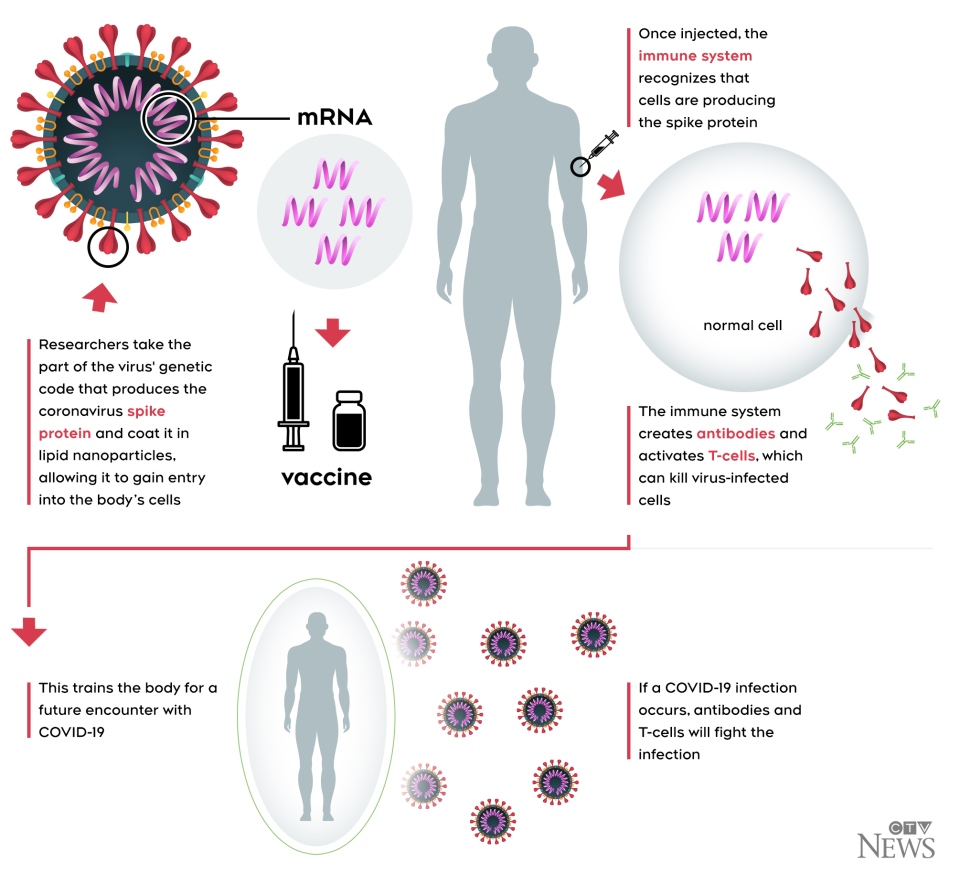 Explaining how a mRNA vaccine works