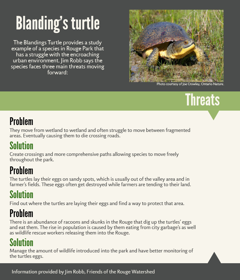 Infographic shows solutions surrounding the conservation of Blanding's Turtles in Rouge Valley