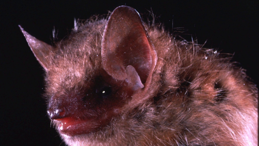This is an undated closeup photo of the eastern pipistrelle bat. (THE CANADIAN PRESS/AP/Merlin D. Tuttle, Bat Conservation International)