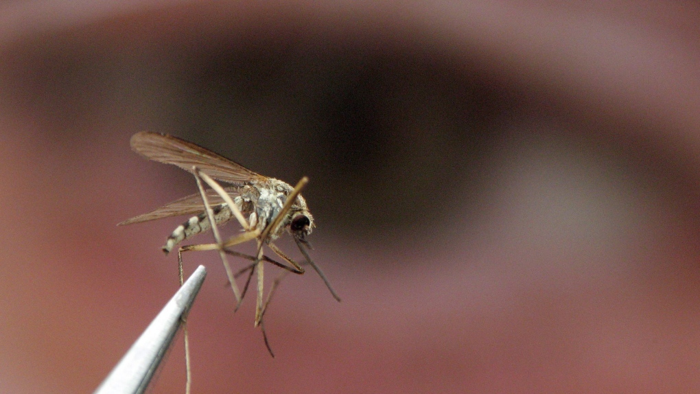 El riesgo del Nilo Occidental en Hamilton aumenta después de que la prueba del mosquito da positivo