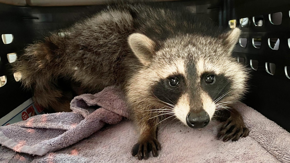 Raccoon poisoned in Toronto, Wildlife Centre says | CTV News