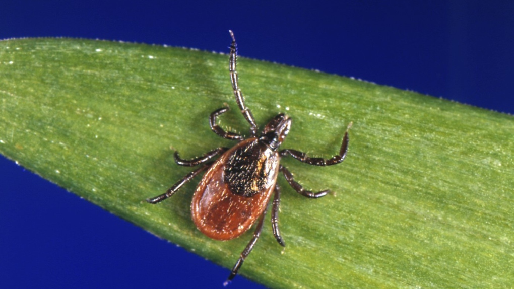 Ontario tracks spread of tick-borne illnesses; top doctor links it to climate change