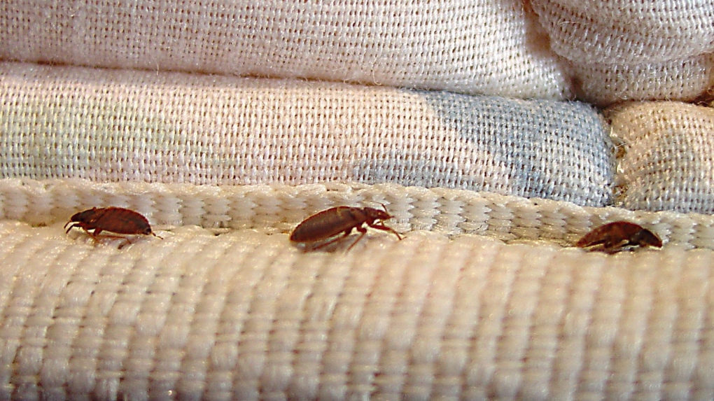 Worst place in Canada for bed bugs has been revealed
