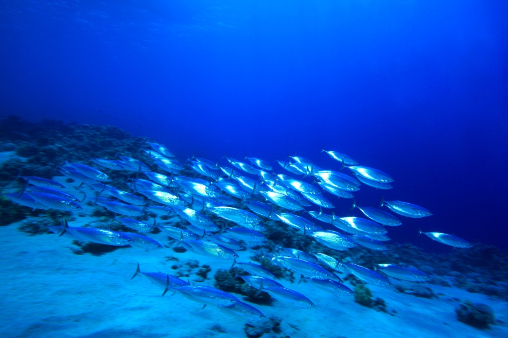 This file photo shows a school of fish. (shutterstock.com / Rich Carey) 