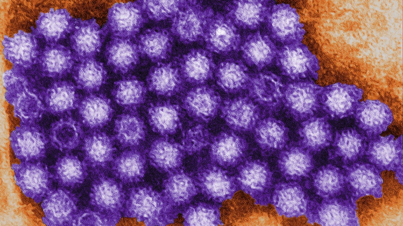 Dominant strain of norovirus uses ‘unexpected mechanism’ to enter and infect our cells: study