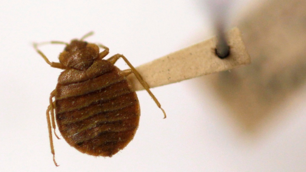 Bed bugs detected at CRA office building in Toronto