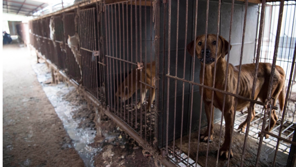 Des groupes de sauvetage de chiens condamnent l’interdiction prochaine des importations de chiens