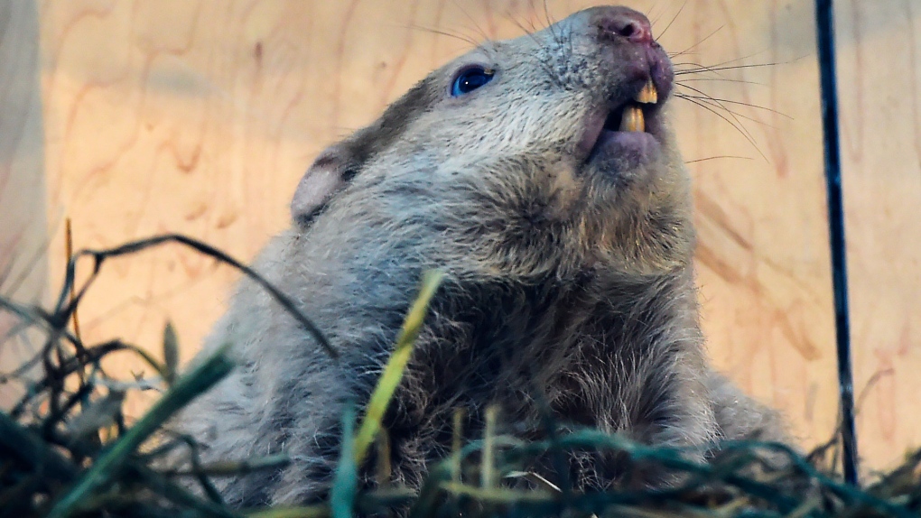 Wiarton Willie predicts early spring