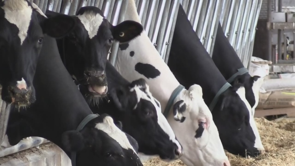 2 million litres of milk dumped soon after Quebec dairy plant strike