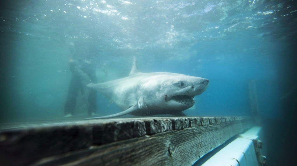 The fright of a lifetime: Accidentally encountering a great white shark in  Canada