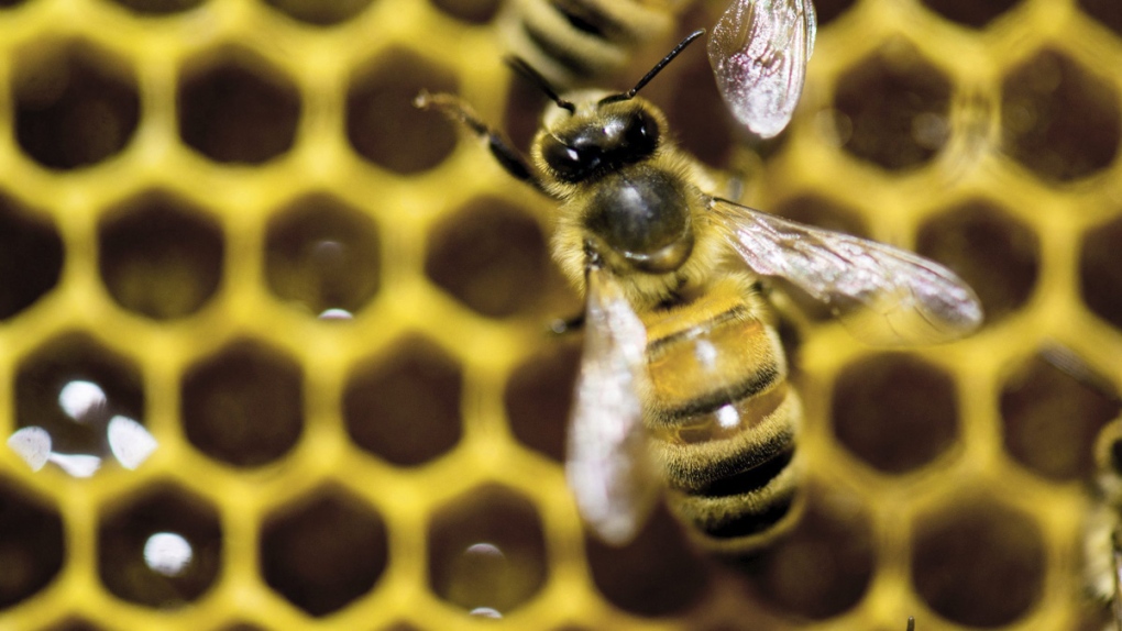 Bees living in isolation have half the lifespan they did 50 years ago: study