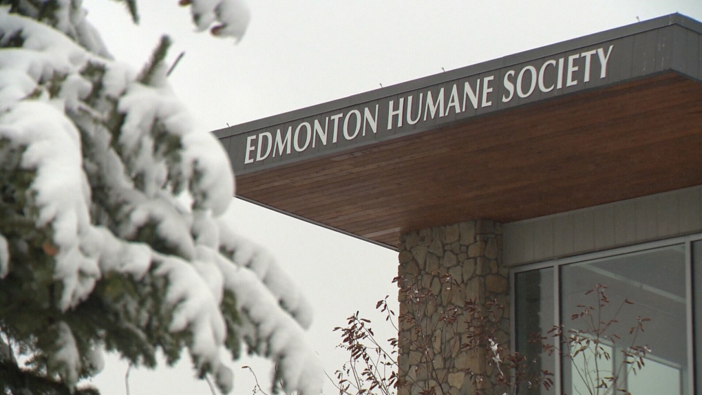 11 'malnourished and neglected' dogs seized from Sherwood Park home: RCMP