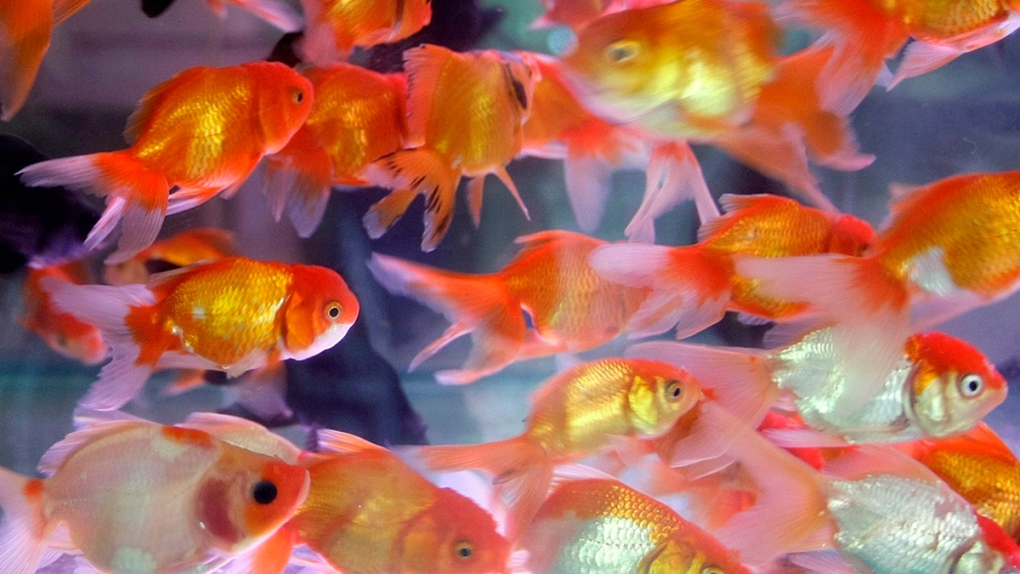 Goldfish are shown in this file photo. (AP / Chitose Suzuki)