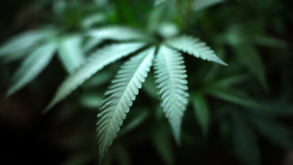 This Aug. 15, 2019 file photo shows a marijuana plant in an indoor cannabis farm in Gardena, Calif. (AP Photo/Richard Vogel, File)