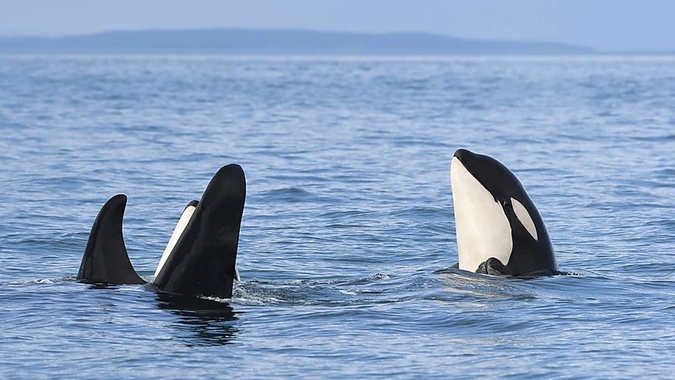 Researchers sound alarm over health of 13 endangered southern resident orcas