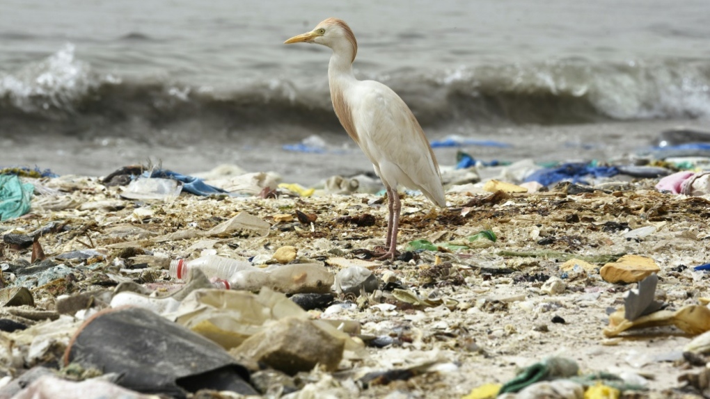 Endangered animals get entangled in plastics that riddle US oceans – study  | Oceans | The Guardian