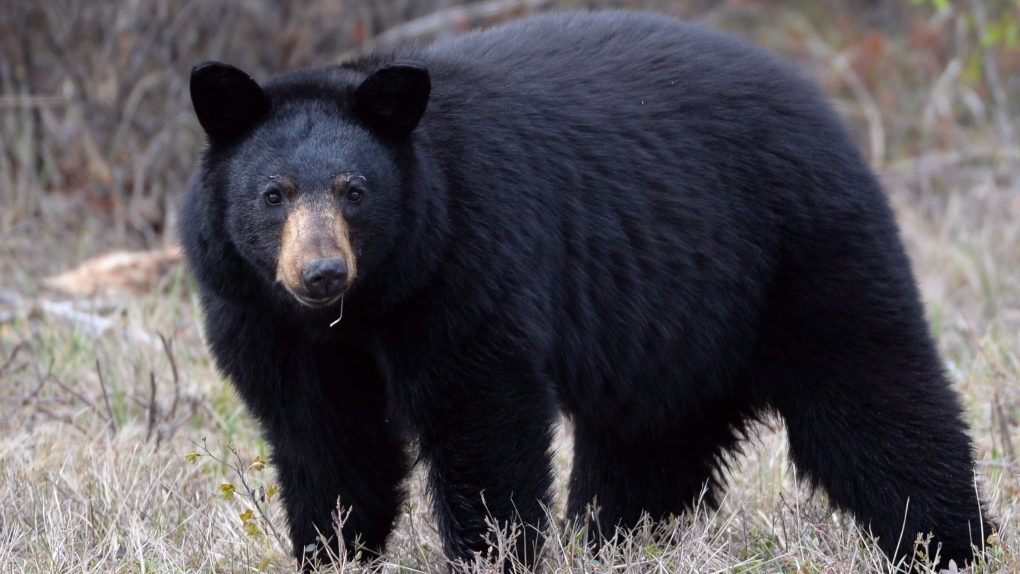 B.C. man who killed 2 black bears in yard had left beehive debris on property