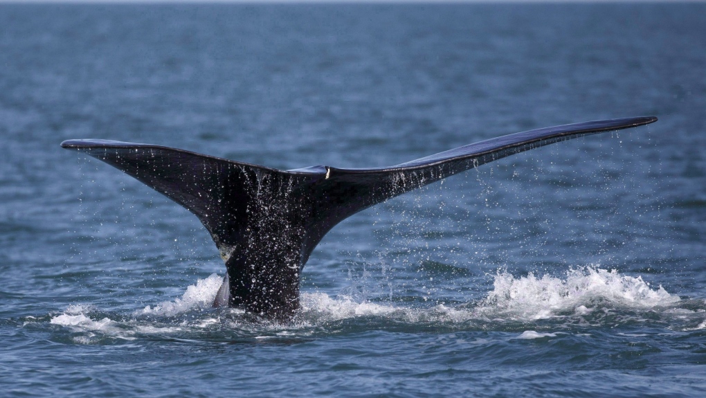 North Atlantic right whale population at lowest in nearly 20 years:  researchers | CTV News