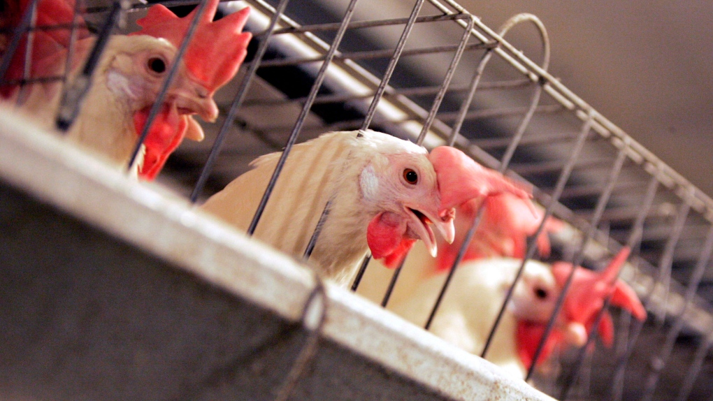 L’influenza aviaria è stata confermata in oltre allevamenti in Alberta BC