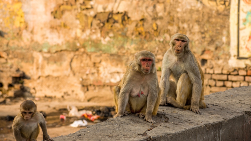 Monkeys are those pictured here in Agra, India. (Yawar Nazir/Getty Images)