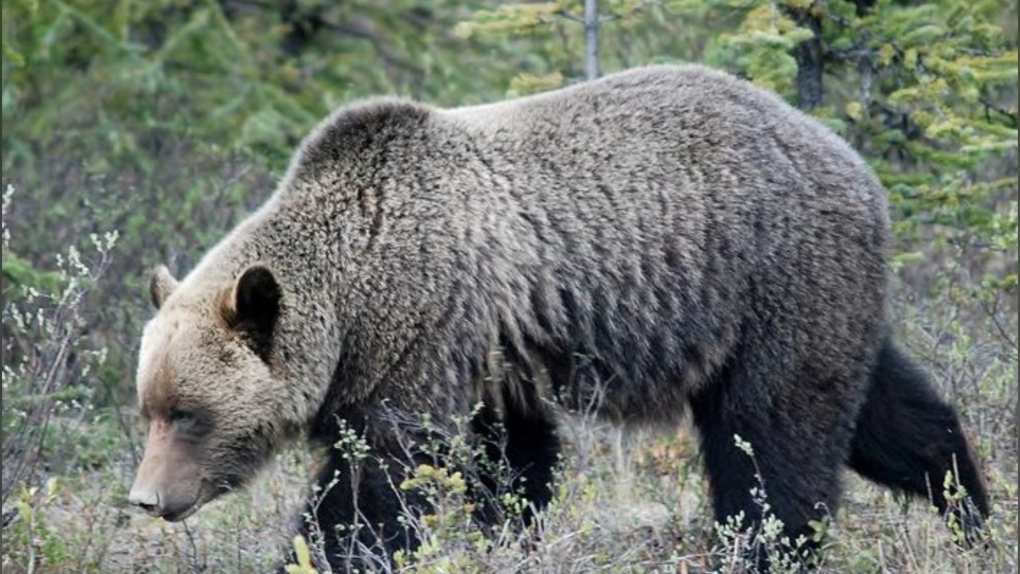 Conservation groups oppose B.C.'s grizzly bear framework, say it could lead to return of trophy hunting