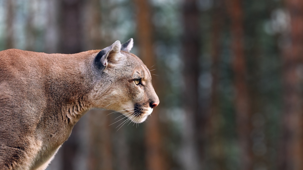 Vancouver Island cougar attacks may be linked to fatal deer disease | CTV  News