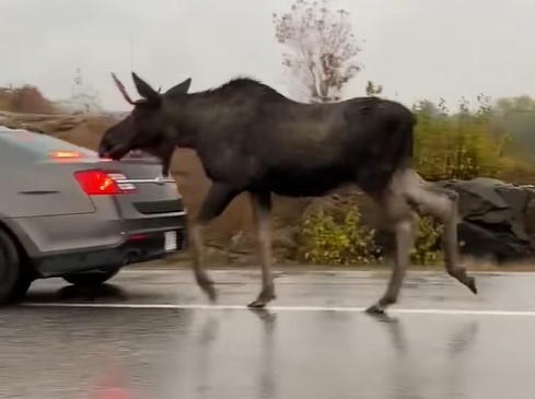 Two men plead guilty to shooting moose standing in northern Ont. road