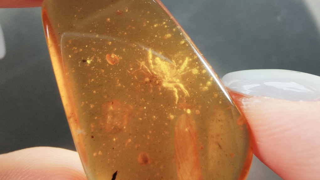 100-million-year-old tiny crab fossil found in amber | CTV News