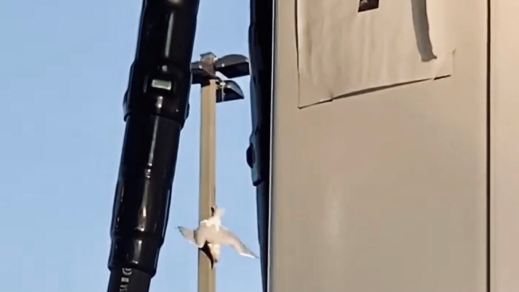 Caught on cam: Seagull tangled on light pole rescued in Courtenay, B.C.