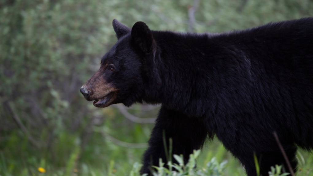 92 beruang hitam dibunuh oleh konservasi SM pada bulan Oktober: data provinsi