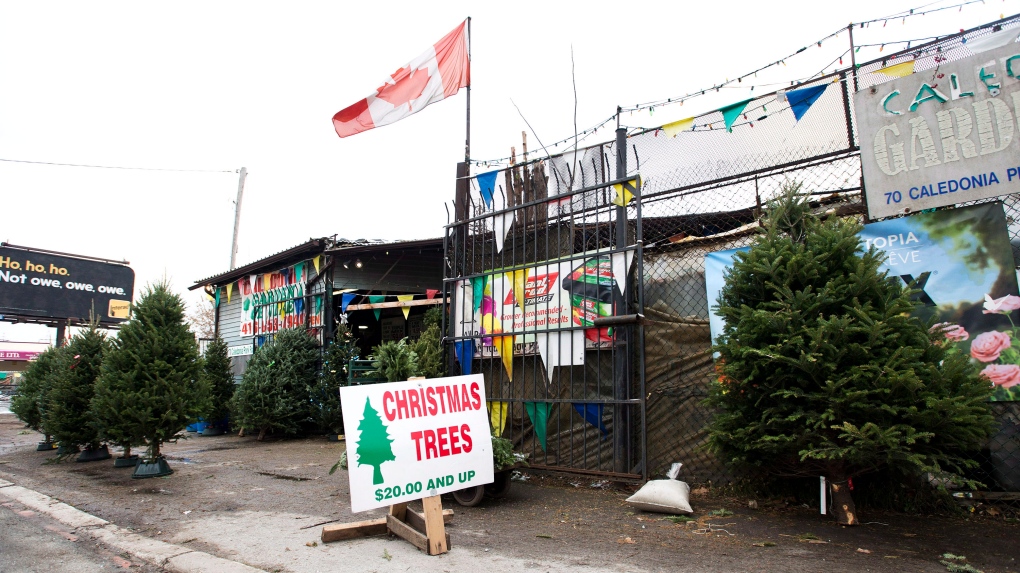 Kekurangan pohon Natal: Orang Kanada mungkin ingin membeli lebih awal