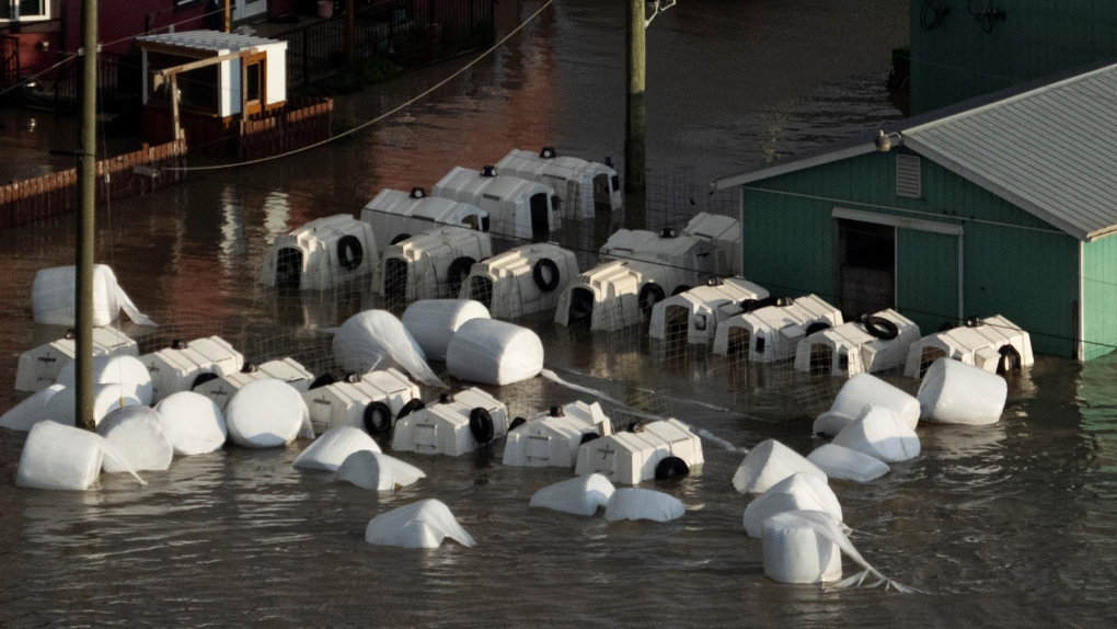 Berita Abbotsford: 500 ternak mati karena banjir, kata asosiasi susu