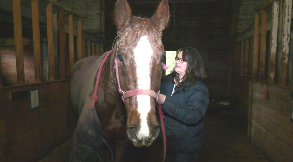 'This is a really urgent situation': Vancouver Island horse rescue foundation needs a new home