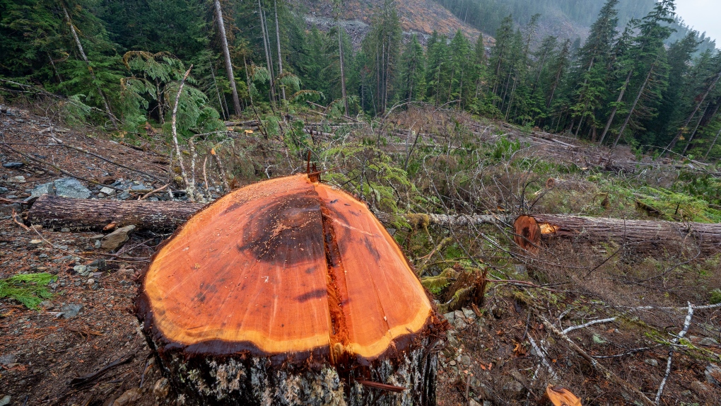 B.C. charts new path for old-growth forests with 2.6M hectare logging deferral