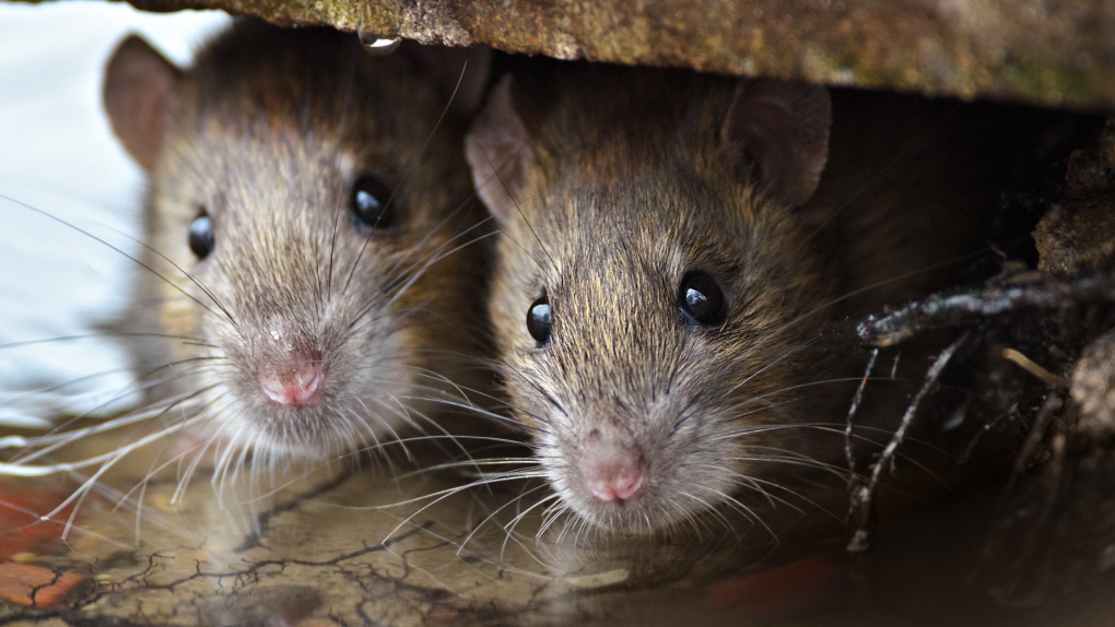How to deal with rats on your property