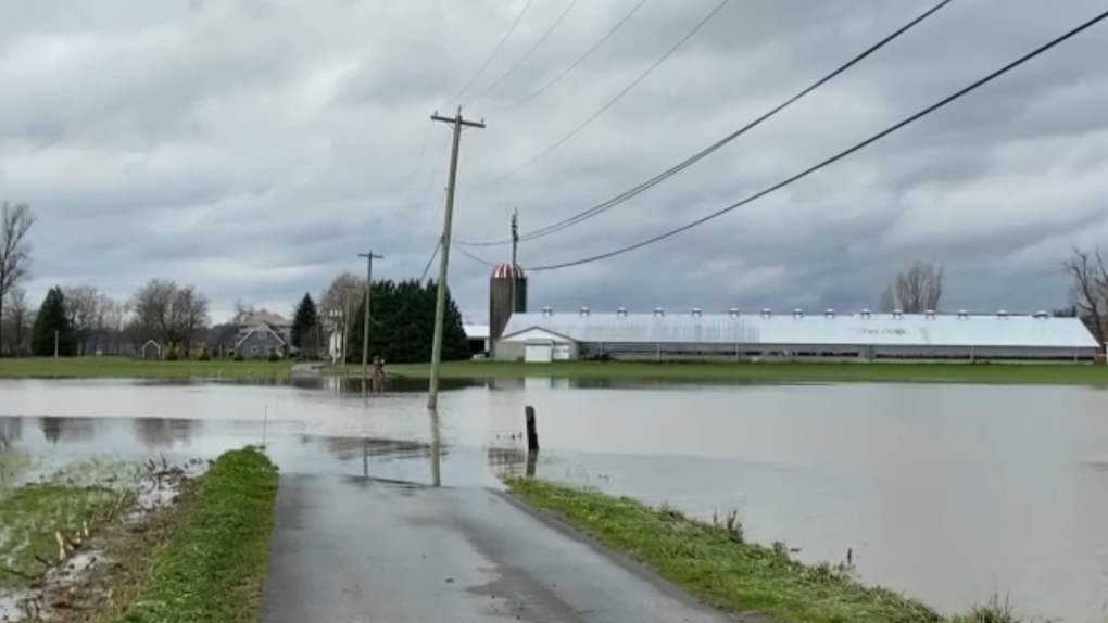 Banjir SM: Militer bergabung dalam upaya untuk menyelamatkan hewan di Sumas Prairie Abbotsford