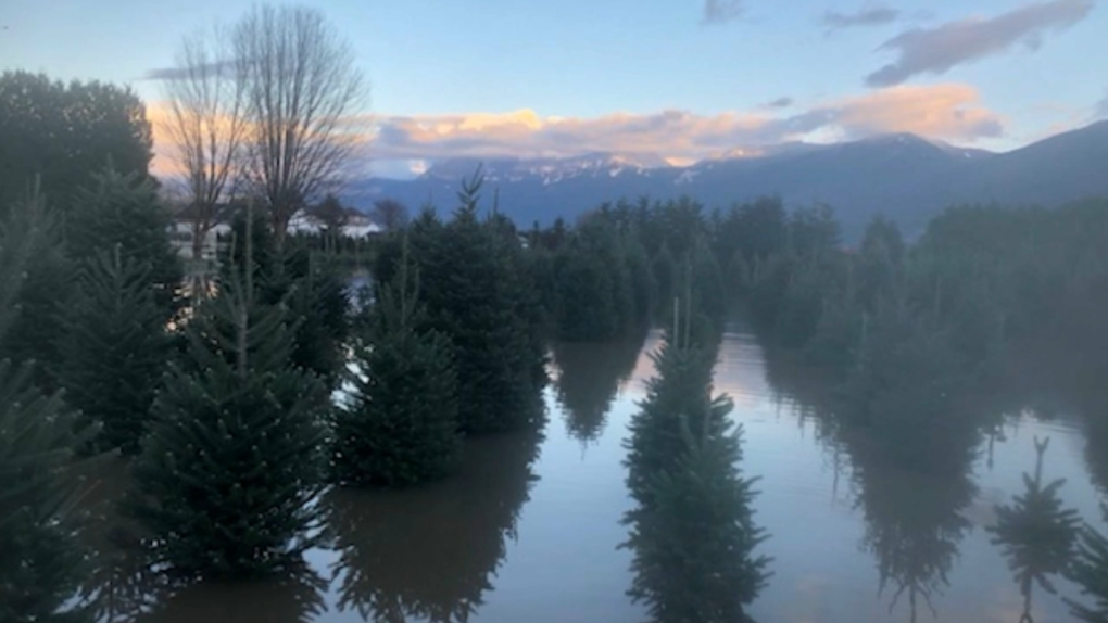Pohon Natal di Metro Vancouver: Kekurangan diperkirakan setelah banjir SM