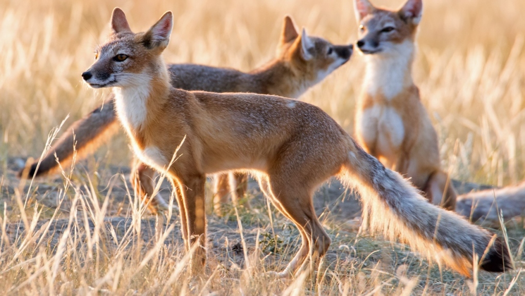 Foto-foto menggemaskan menunjukkan Swift Foxes yang terancam punah bermain di dekat Alberta den