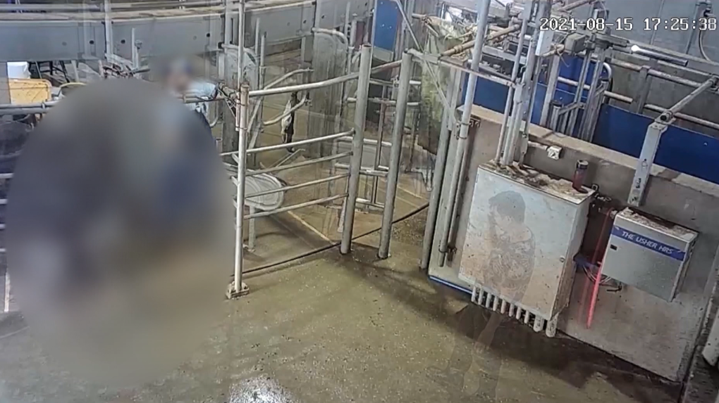 Tuduhan pelecehan hewan: Peternakan sapi perah BC menanggapi video