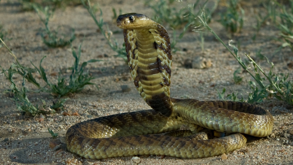 Snake bites man in his genitals: case report | CTV News