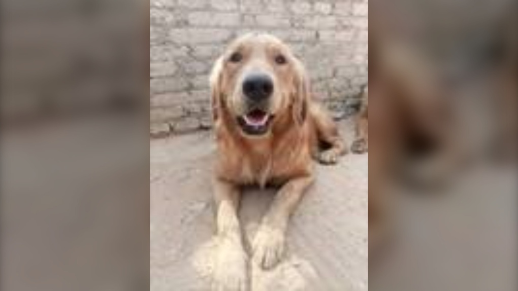 48 anjing penyelamat mendarat di Toronto dari Kairo
