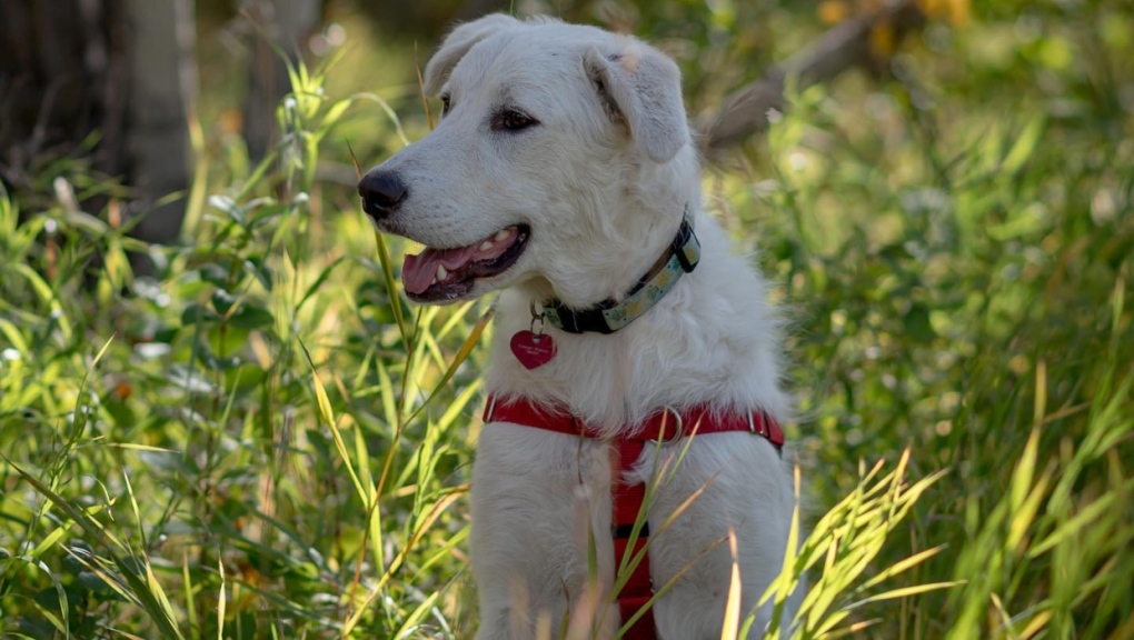 Video menunjukkan perpisahan terakhir anjing yang menggemaskan setelah diadopsi dari Calgary Humane Society