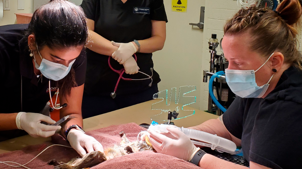 COVID-19: Phoenix Zoo vaccinates susceptible animals | CTV News