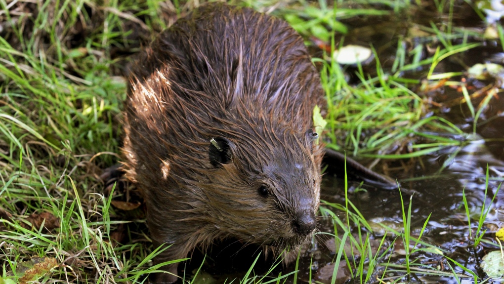 FILE - In this Sept. 12, 2014, photo, a tagged young beaver explores water hole near Ellensburg, Wash., after he and his family were relocated by a team from the Mid-Columbia Fisheries Enhancement Group.  (AP Photo/Manuel Valdes, File) 