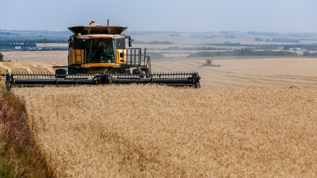David Reid drives a combine while harvesting a wheat crop near Cremona, Alta., Thursday, Sept. 9, 2021. THE CANADIAN PRESS/Jeff McIntosh 
