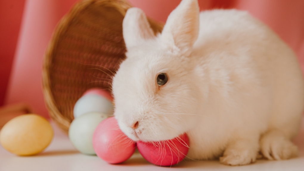A bunny is seen in this stock photo. (ROMAN ODINTSOV/Pexels)